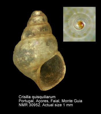Crisilla quisquiliarum (3).jpg - Crisilla quisquiliarum (R.B.Watson,1886)